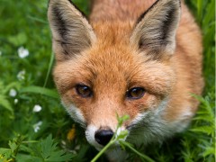 Renard et robinet, sandow et chatterton