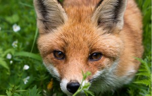 Renard et robinet, sandow et chatterton