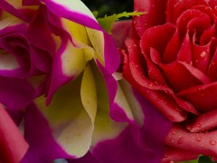 Pour les fêtes, offrez donc des asyndètes !