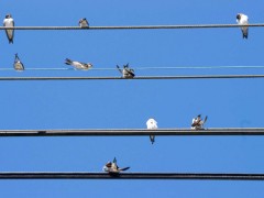 Je twitte. Et toi, tweetes-tu ?